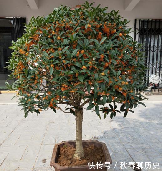 家中养3种“健康花”,种一次年年有花赏,花色鲜艳对身体好