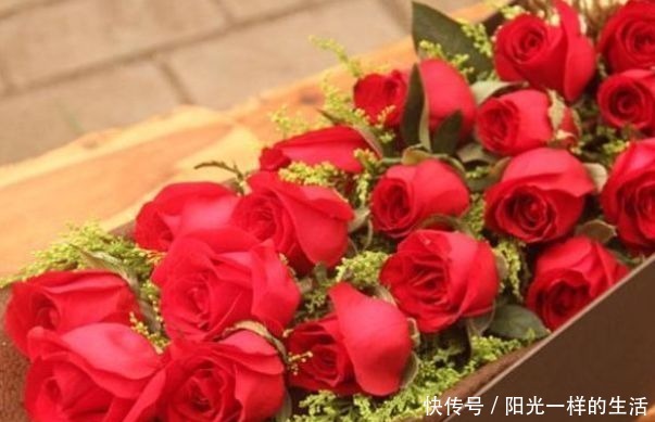 花色|喜欢牡丹,不妨试试“高端玫瑰”卡罗拉,花开红艳似火,美艳优雅