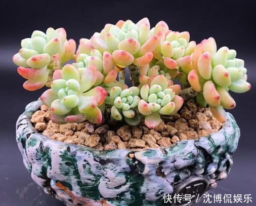 土壤|多肉劳尔如何叶插教你3个小步骤,叶插后快速生根越长越旺盛