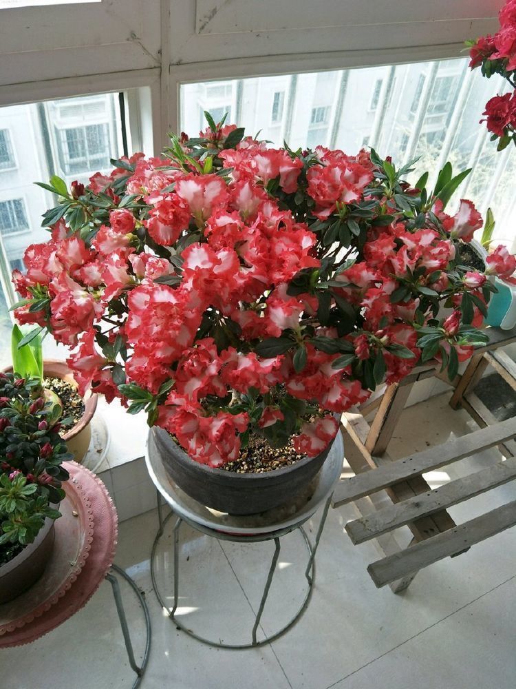 此款花卉,花艳易爆盆,花朵硕大,花期长,香气满满,人见人爱