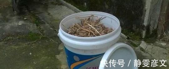 养花|养花土里加点料,肥的流油,从来不板结,开花太猛了