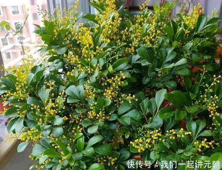 光照|4款艳美的花卉,花大色艳花期长,一年四季花开不停,开花量大