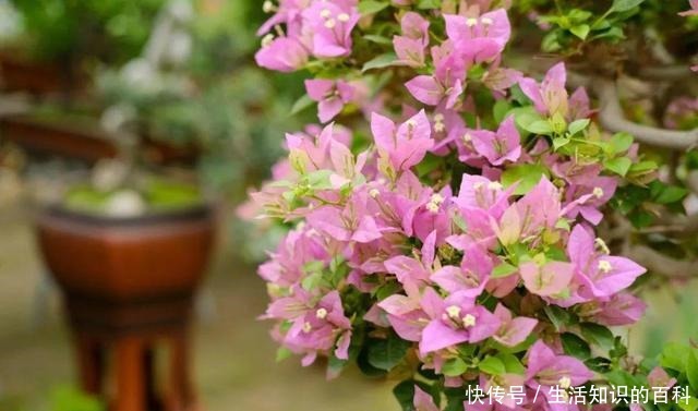 想省心就养这些花,没有病虫害,就爱开花!想省心就养这些花,没有病虫害,就爱开花!