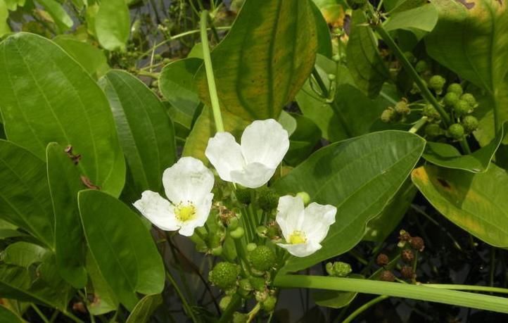 五苓散证|5味药的千古名方,用的好,治疗失眠、结石、尿感、肾病得心应手