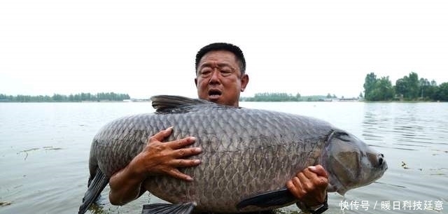 大鱼|为什么游钓中国李大毛钓的鱼都那么大?