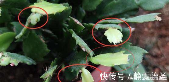 蟹爪兰开花期间,做好3个掐,开花多,复花快