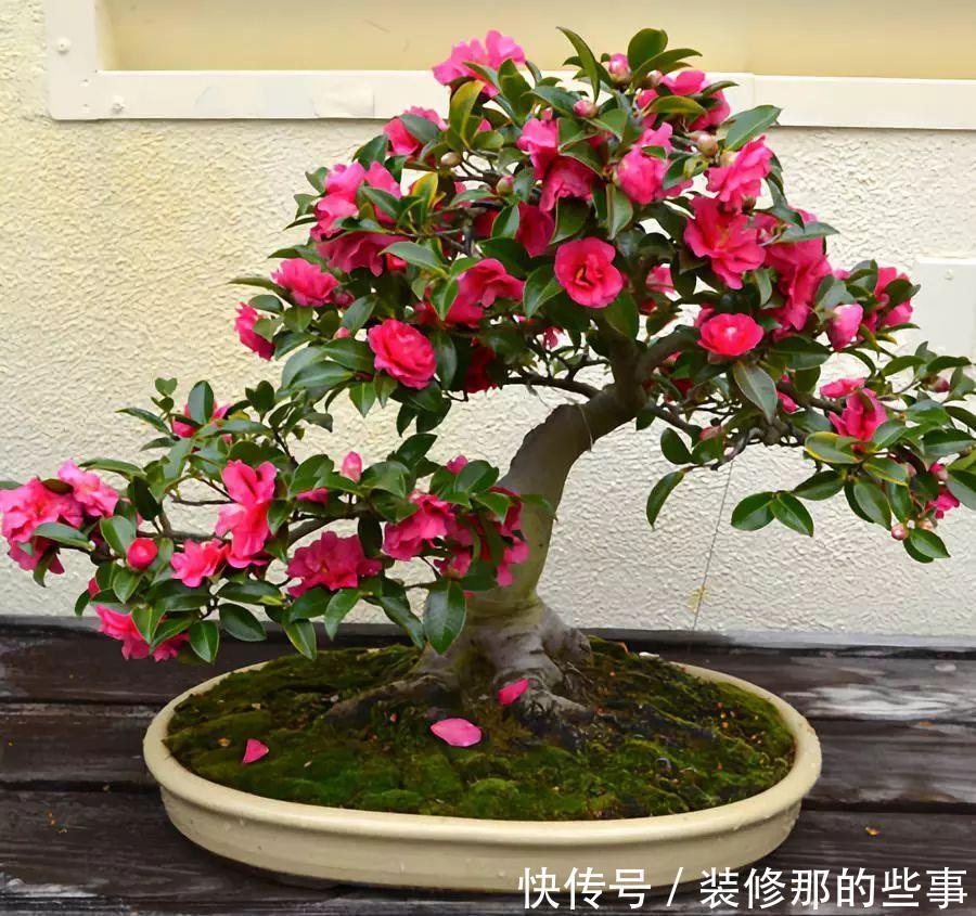 花卉|养花必修课,缓苗“4技巧”,提前做好工作,后期省心开花多