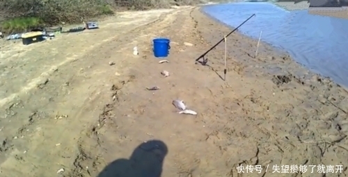 钓鱼|鱼多就是任性,扔下鱼饵就有鱼吃,上来就放岸边,也不怕它们逃跑