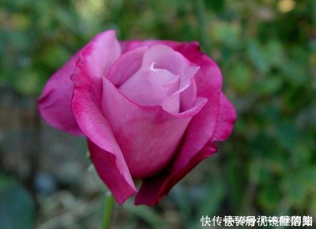 花色|20款紫色月季品种。浓香、抗病非常好养，天然紫色唯美盛开