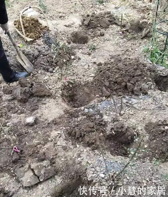 冬天埋点肥,明年花儿多3倍,轻松爆盆!