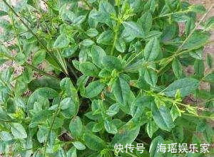 红心火龙果|对身体很好的食物,每天吃一些,养颜抗衰,改善体质,好处多多