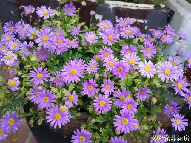 想要家里四季花开，这20种花，连续能开300天，完全不歇气