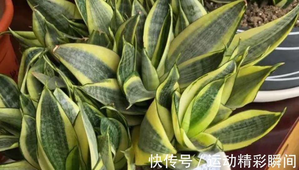 秋冬养虎皮兰,3个动作催一催,叶片挺拔有格调,还能爆出小崽子