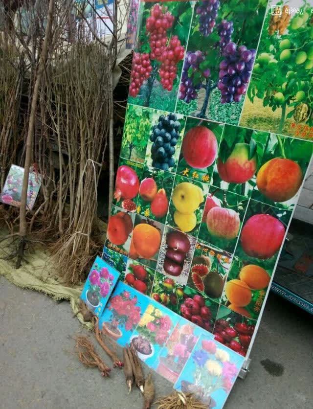 4种“陷阱”花,不适合新手,花店遇到要避开,别白花买花钱