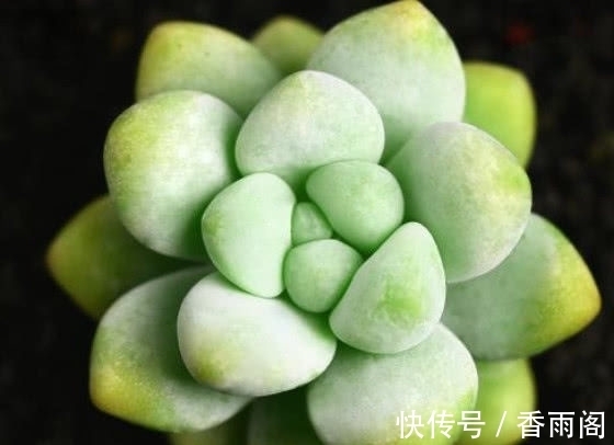 多肉天使之泪怎么养护?2个小妙招,家庭养护天使之泪圆润又饱满