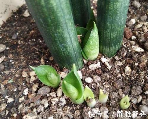 室内放绿萝、吊兰净化空气除臭味早过时了，现在更盛行虎皮兰