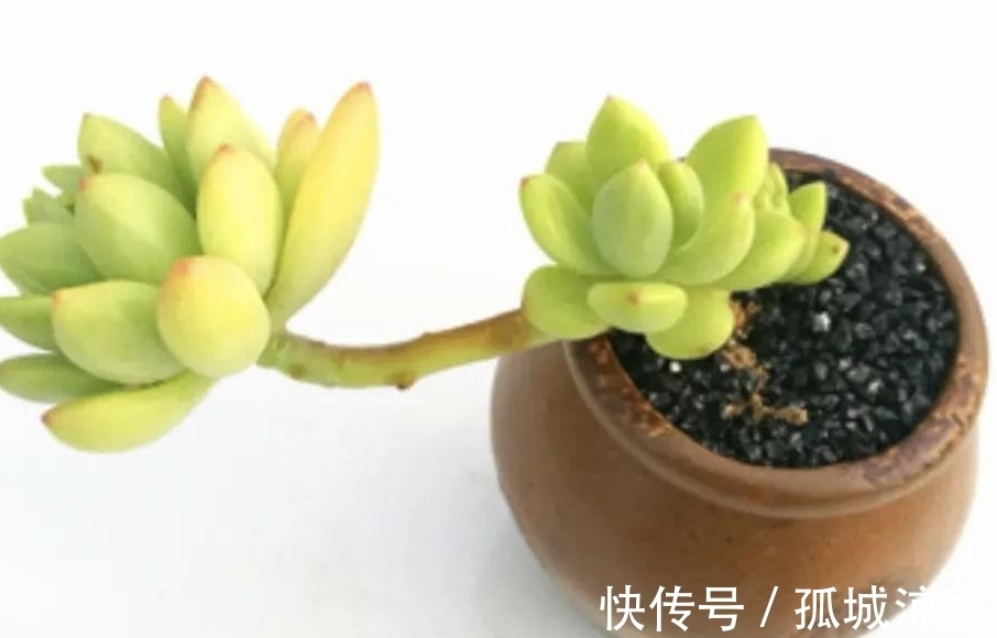 新手小白养多肉最怕这些坏毛病