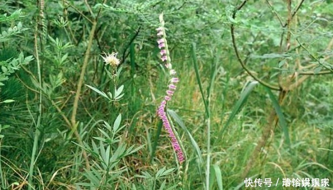 遇見(jiàn)|此物植物叫“參”卻不是人參，價(jià)值珍貴，遇見(jiàn)莫忽視