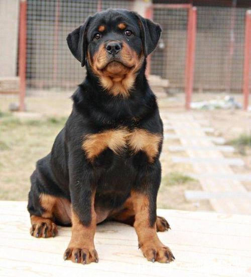 小恶魔|新手养狗,这0~12个月狗狗成长指南,赶快来看看吧