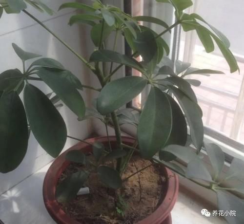 养鸭脚木，这个位置“剪一刀”，长得枝繁叶茂，株型更美观