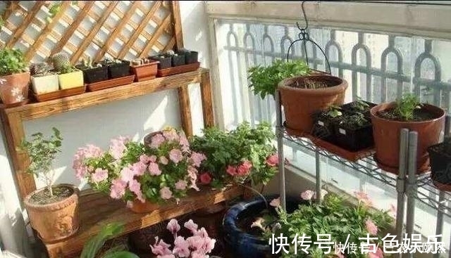 肥力|此种“小东西”自带酸性,肥力大,花盆里撒一把,治虫、不黄叶!