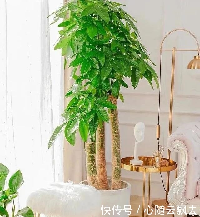 快过年了,6种“招财树”不能少,家里养几棵,招福又招财