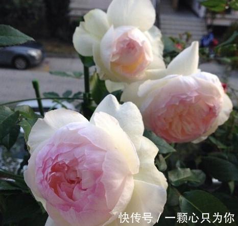 有香味的月季才有灵魂,优秀的浓香月季品种推荐