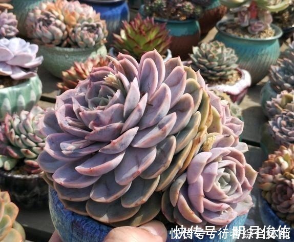 拍照|放在顶楼露养1个月后,给多肉拍照的时候,再也不用开滤镜了!