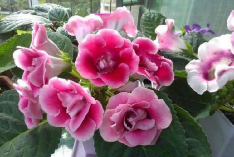 6种花是爆盆“能手”,开起花来拦不住,一养就上瘾!