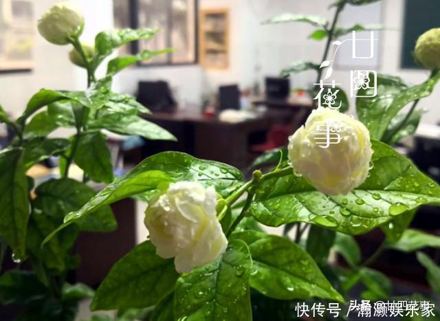 烂根|9种花,12月要“控水、断肥”,不注意烂根黄叶,活不到开春