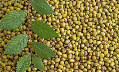 绿豆富含氨基酸，它的营养是大米的3倍，能清热解毒，降血脂