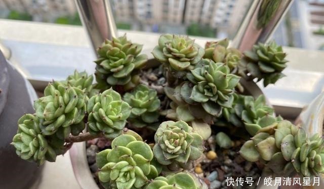 度夏|绿了也是心头肉,开始为度夏担忧!