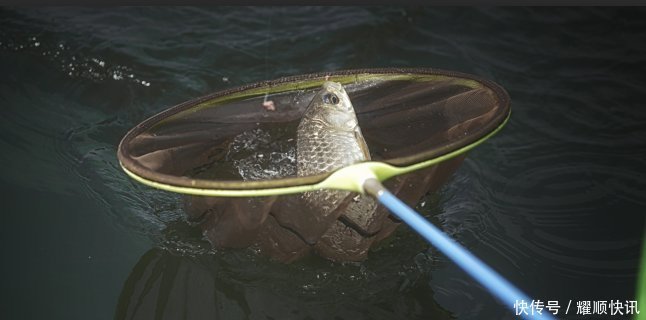 通杀|野钓必杀饵料,通杀青草鲤,大鱼一条接一条,拉杆到手臂疼