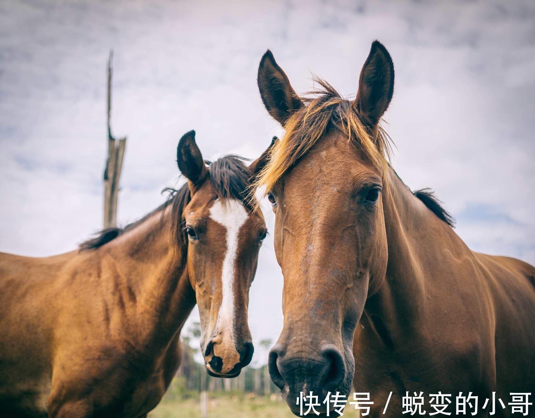 马鞭子$韩非子讲的3个寓言故事,故事很短,但真看懂了,会让你受用一生