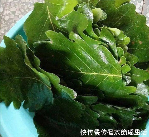 桲椤叶饼|这种树叶煮后香气四溢,包粽子一绝,出口国外我们都没有见过