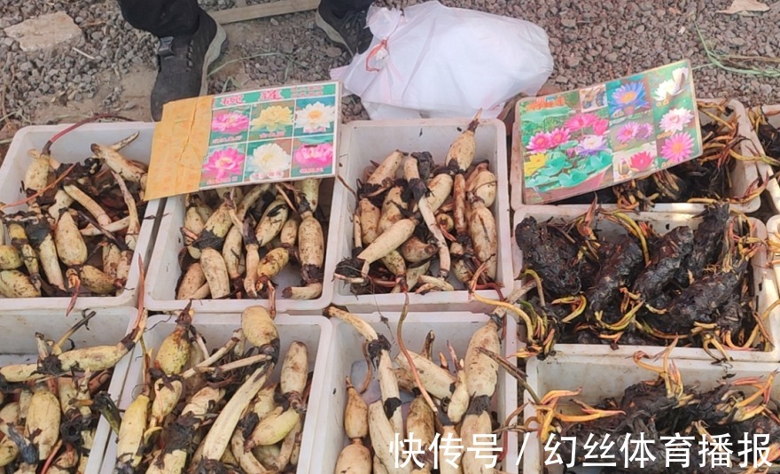 养花|无论你多喜欢养花,都不要碰“3种花”,这都是养花高手被坑过的