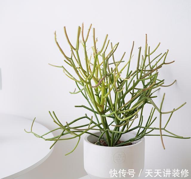 茶几上摆放什么花卉?7种绿植,精巧玲珑,清新素雅,还特好养活