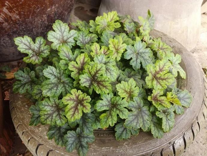 虎皮兰,红掌,吊兰养成老桩,变成大树,真壮观