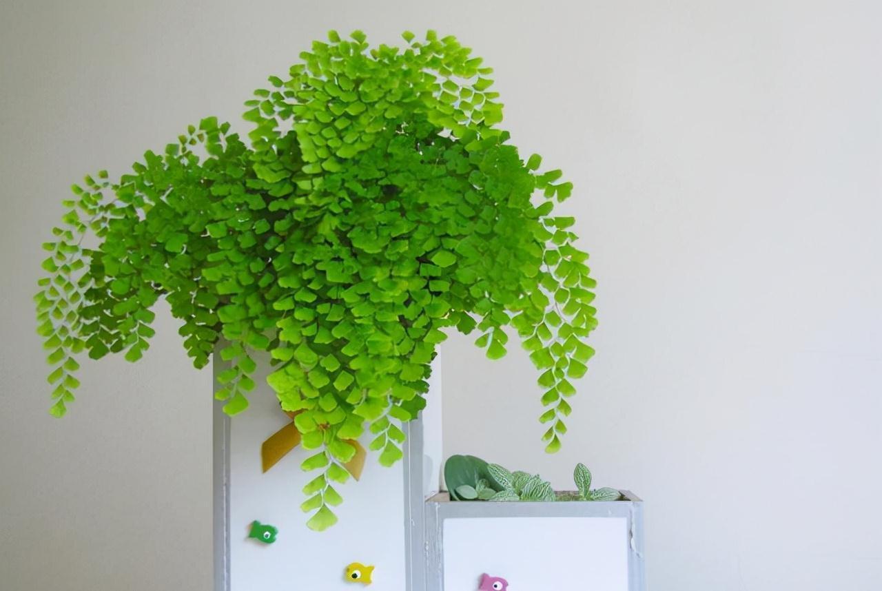 5种必养之花,远离甲醛保持健康,养100盆都不嫌多