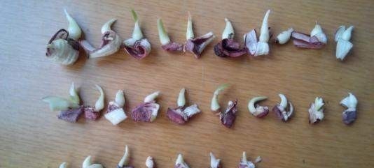 这6种花不用花钱买，随便切一刀撒到盆里，落地生根，变出很多盆