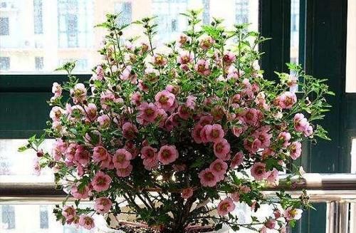 6种能开成花球的盆栽,漂亮大方,放在阳台上10盆都不嫌多!