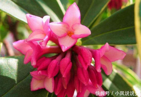 养花试试此4种,家里养一盆,花色艳丽,花开枝繁叶茂