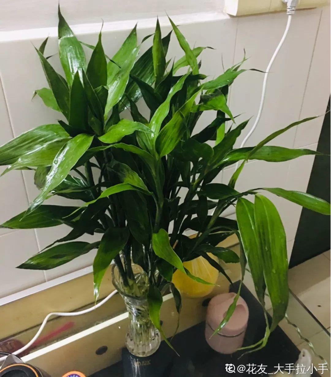 朱顶红|养花的3个坏习惯,赶紧戒掉,不然再好养的花都得挂!