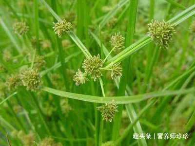 害草|田间常见的野草,普通人眼中是杂草,在中医眼中却是珍贵的中药材