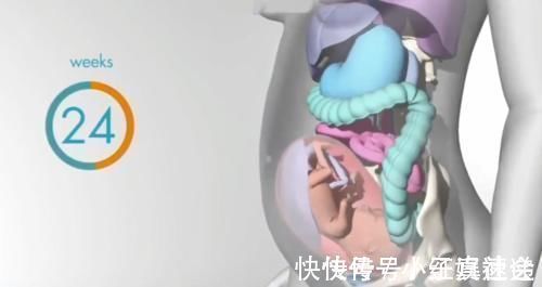 快速增长|怀胎十月，胎儿把妈妈的内脏挤哪去了？十张过程图带你了解