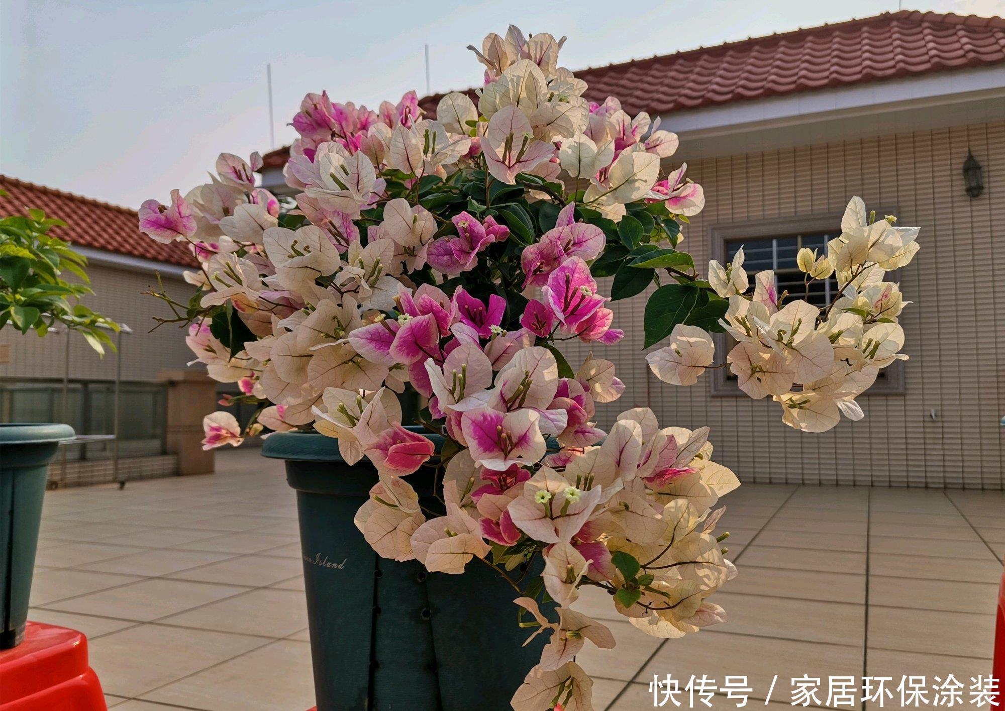 临界点|三角梅长出花苞以后,为什么花匠要建议摘叶?持续来花到年底