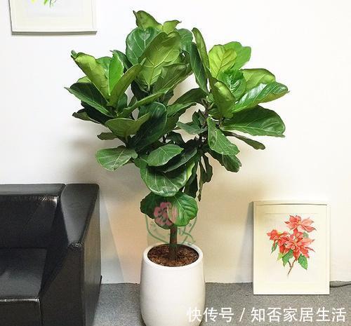 客厅|客厅养上几种花,大气上档次,好看又好养,值得拥有!