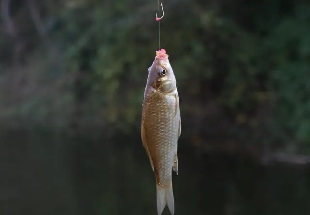 冬天钓鱼,就用这几种窝料,学会如何使用,上鱼速度让人嫉妒