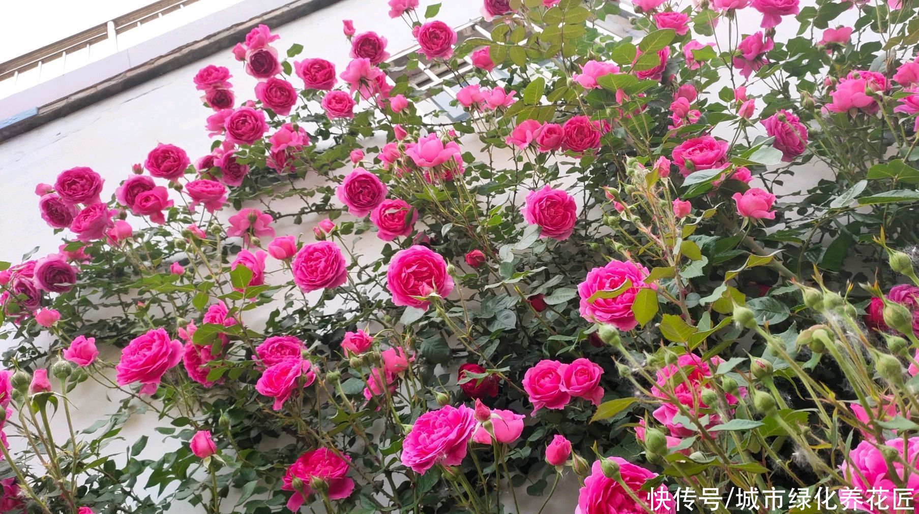 月季怎么养能长出粗笋？无它，唯营养耳