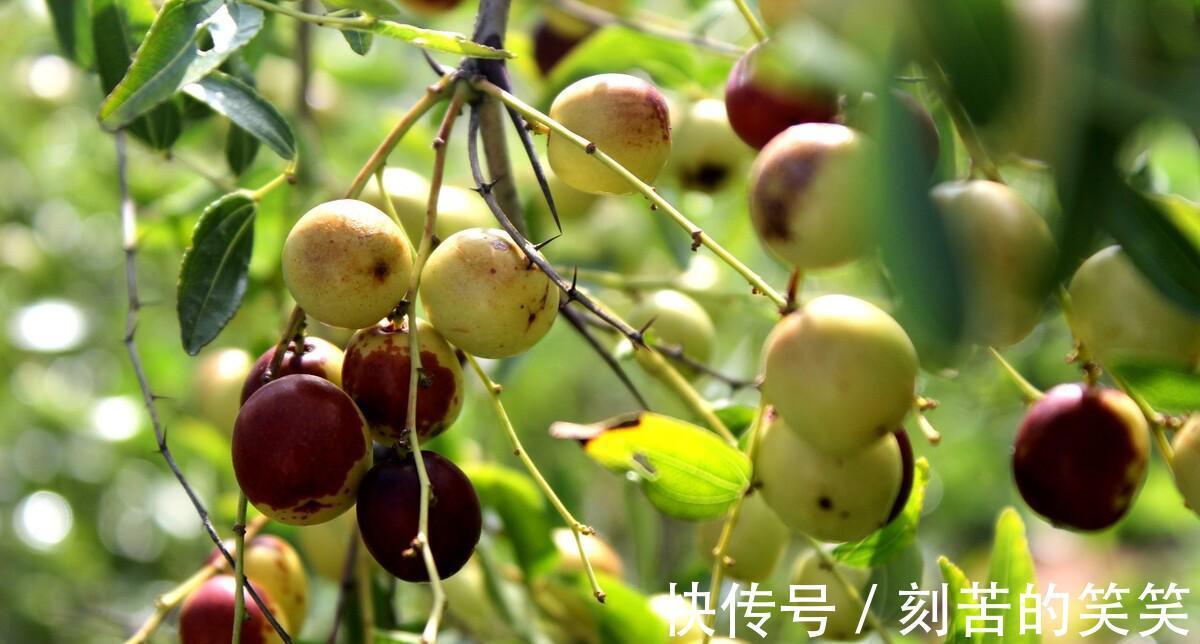 稳定血压|高血压人群要多吃燕麦想要稳定高血压，这三种食物也要了解